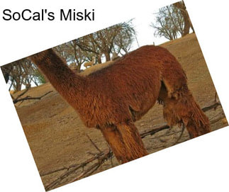 SoCal\'s Miski