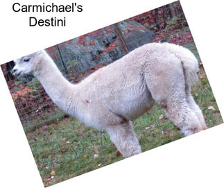 Carmichael\'s Destini