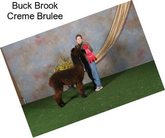 Buck Brook Creme Brulee
