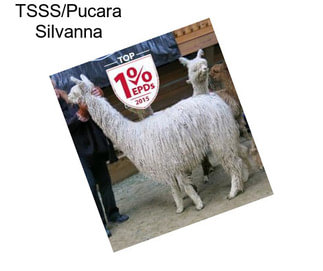 TSSS/Pucara Silvanna