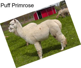 Puff Primrose