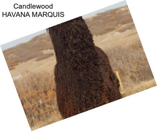 Candlewood HAVANA MARQUIS