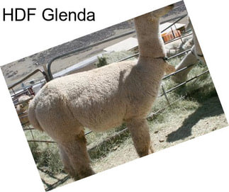 HDF Glenda