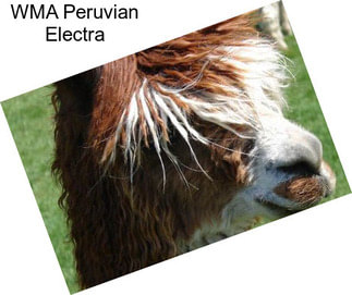 WMA Peruvian Electra
