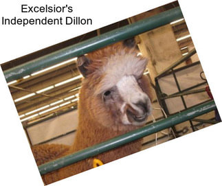 Excelsior\'s Independent Dillon