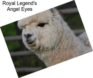 Royal Legend\'s Angel Eyes