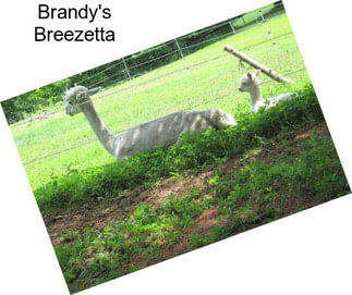 Brandy\'s Breezetta