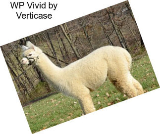 WP Vivid by Verticase