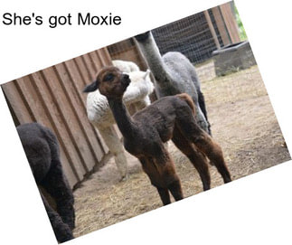 She\'s got Moxie