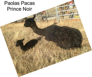 Paolas Pacas Prince Noir