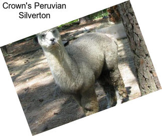 Crown\'s Peruvian Silverton