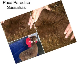 Paca Paradise Sassafras