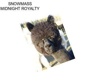 SNOWMASS MIDNIGHT ROYALTY