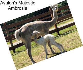 Avalon\'s Majestic Ambrosia