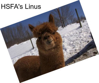 HSFA\'s Linus