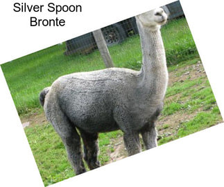 Silver Spoon Bronte