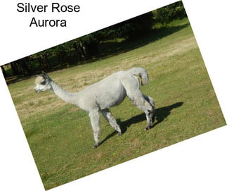 Silver Rose Aurora