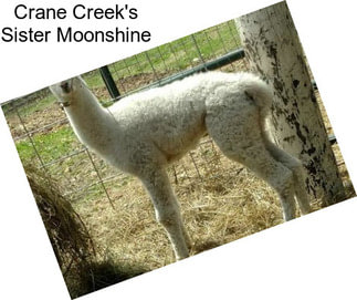 Crane Creek\'s Sister Moonshine