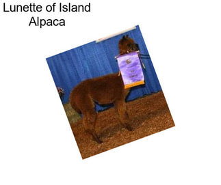 Lunette of Island Alpaca