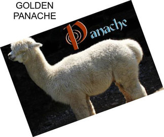 GOLDEN PANACHE