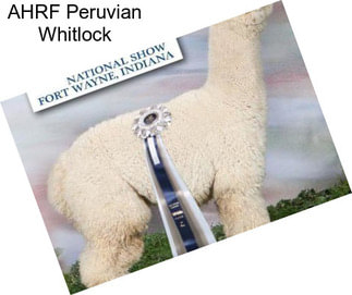 AHRF Peruvian Whitlock