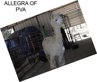 ALLEGRA OF PVA