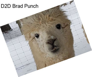 D2D Brad Punch