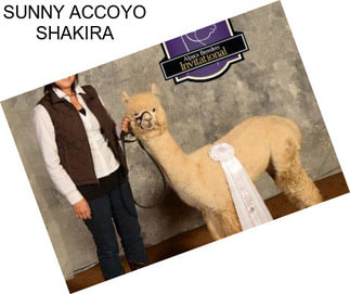 SUNNY ACCOYO SHAKIRA