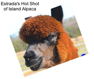 Estrada\'s Hot Shot of Island Alpaca