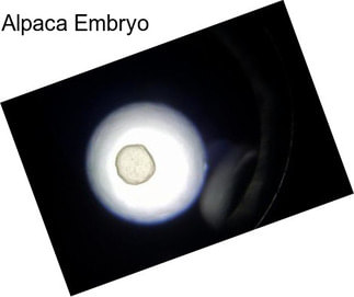 Alpaca Embryo