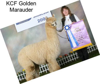 KCF Golden Marauder