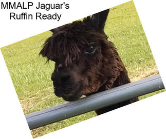 MMALP Jaguar\'s Ruffin Ready
