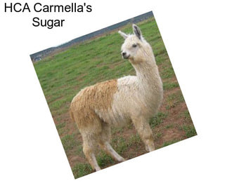 HCA Carmella\'s Sugar