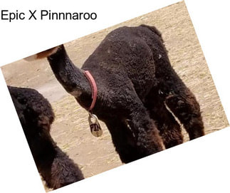 Epic X Pinnnaroo