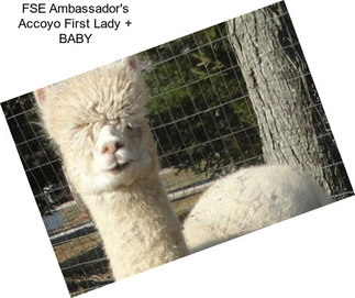 FSE Ambassador\'s Accoyo First Lady + BABY