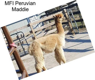 MFI Peruvian Maddie