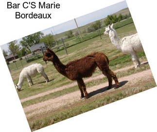 Bar C\'S Marie Bordeaux