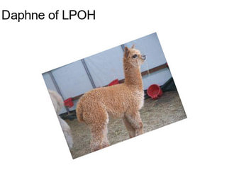 Daphne of LPOH