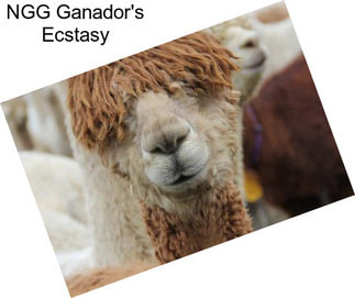 NGG Ganador\'s Ecstasy