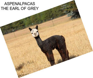 ASPENALPACAS THE EARL OF GREY