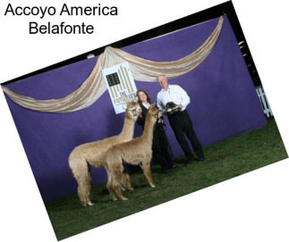Accoyo America Belafonte