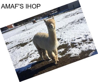 AMAF\'S IHOP