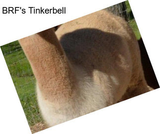 BRF\'s Tinkerbell