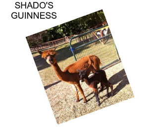 SHADO\'S GUINNESS