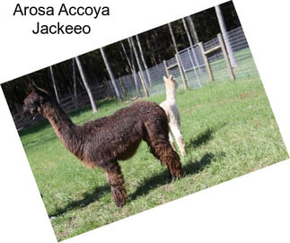 Arosa Accoya Jackeeo