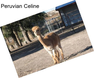 Peruvian Celine