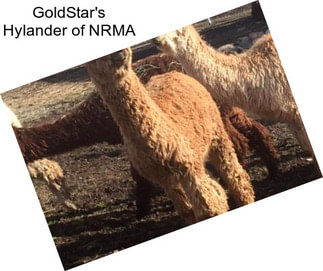 GoldStar\'s Hylander of NRMA