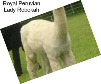 Royal Peruvian Lady Rebekah