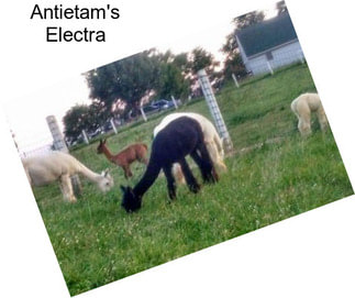 Antietam\'s Electra