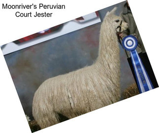 Moonriver\'s Peruvian Court Jester